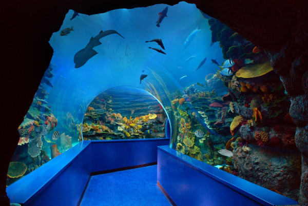 Sharjah Aquarium Ticket