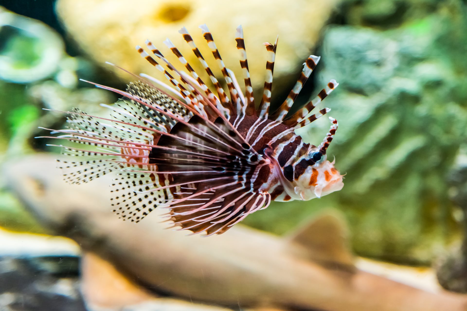 sharjah-aquarium-2