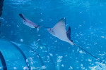 shark-but1-219980