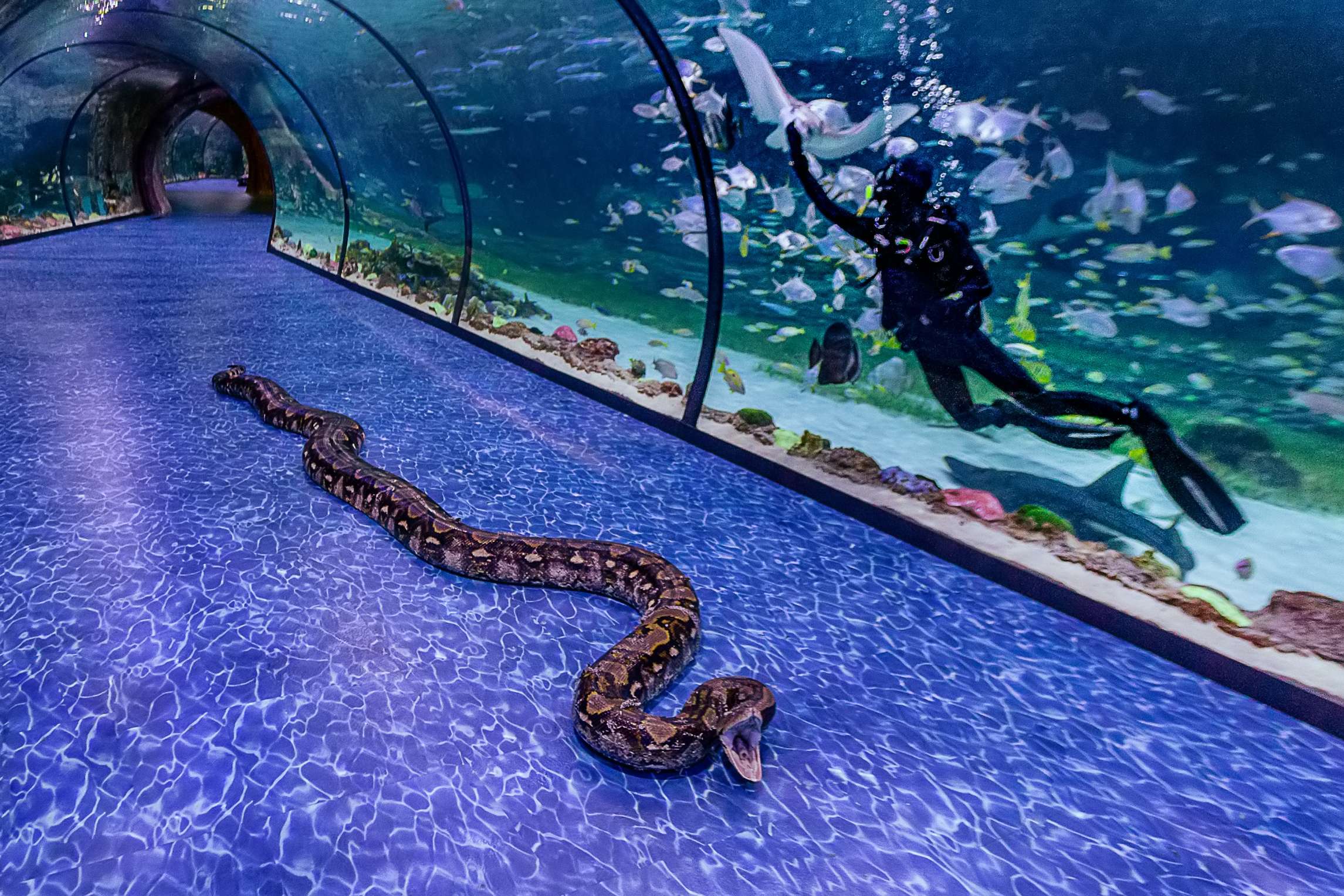 snake-in-tunnel