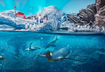 sea-world-ticket-2