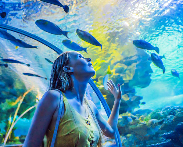 Dubai Aquarium and Underwater Zoo With Penguin Cove Tickets