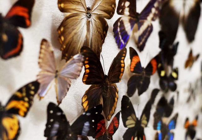 butterfly-garden-activity-08
