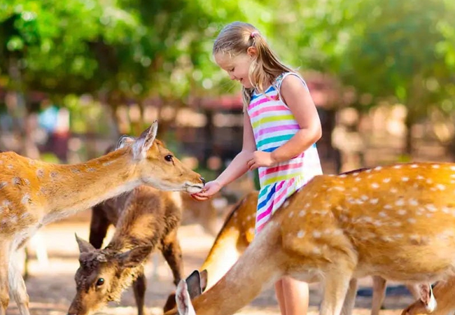 dubai-safari-activity-01