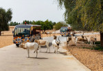 dubai-safari-activity-03