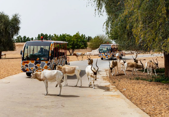 dubai-safari-activity-03