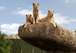 dubai-safari-activity-10