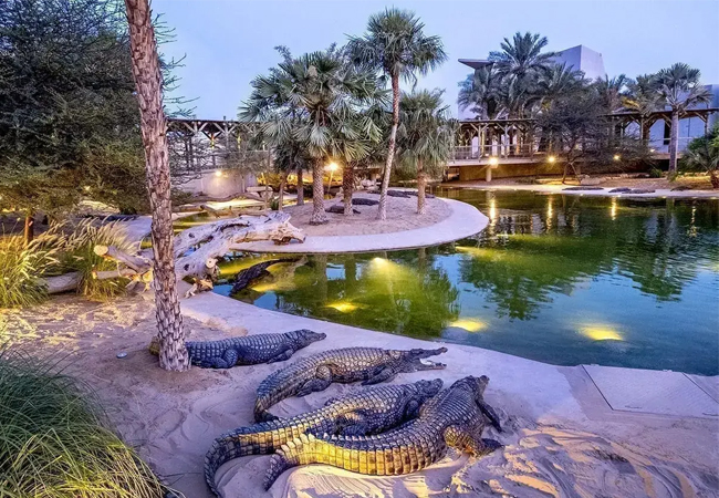 dubai-crocodile-activity-01