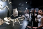 dubai-crocodile-activity-02