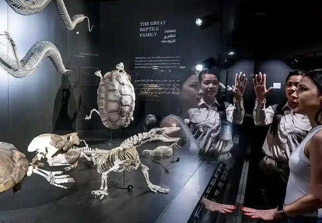 dubai-crocodile-activity-02
