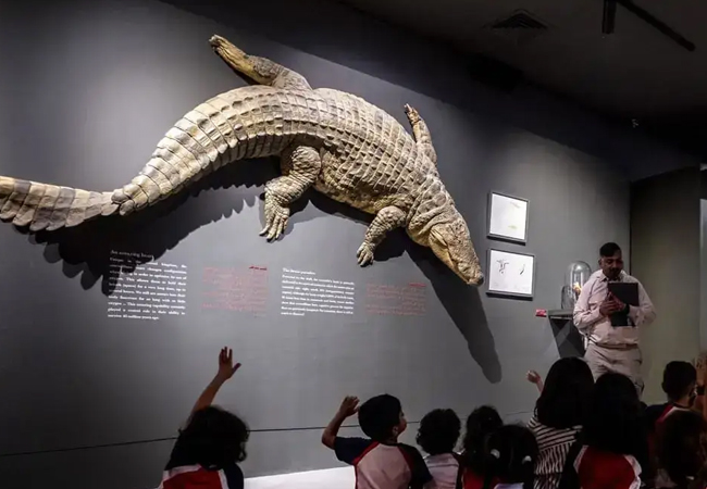 dubai-crocodile-activity-06