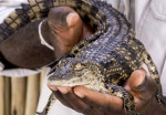 dubai-crocodile-activity-07
