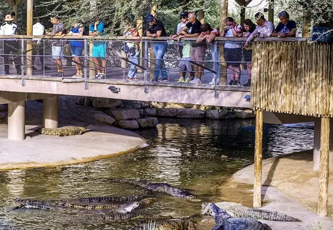 dubai-crocodile-activity-08