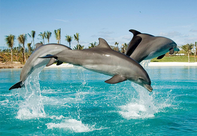 atlantis-dolphin-activity-01