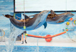 dubai-dolphnarium-activity-01