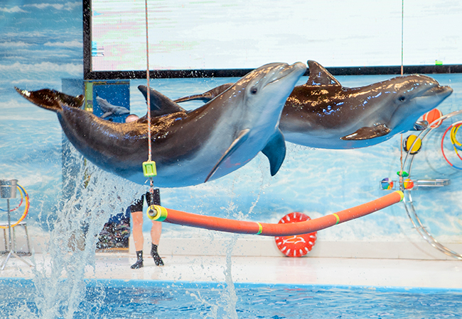 dubai-dolphnarium-activity-01