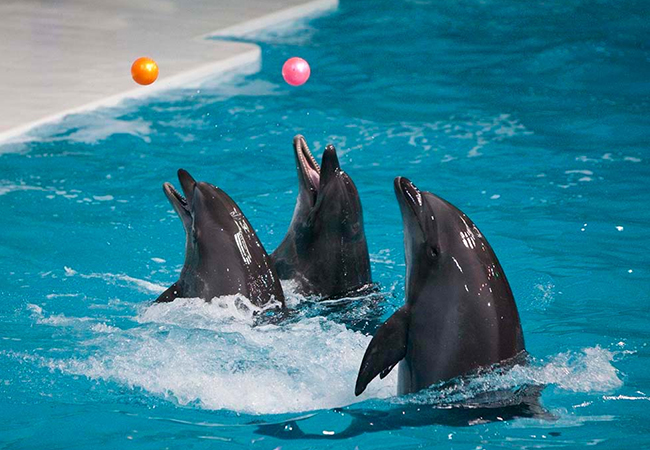 dubai-dolphnarium-activity-04