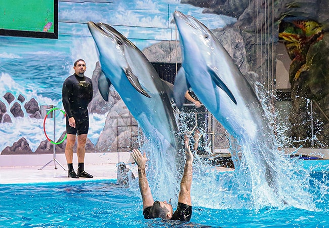 dubai-dolphnarium-activity-05-min