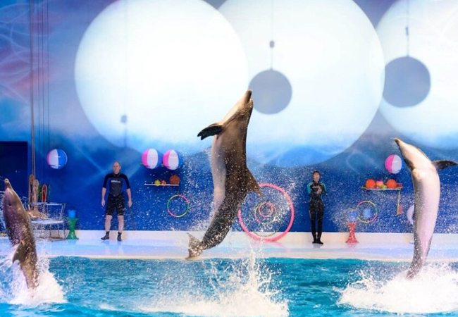 dubai-dolphnarium-activity-06