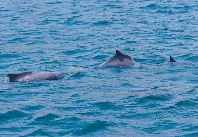dibba-activity-01
